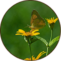 Spotless Grass Yellow